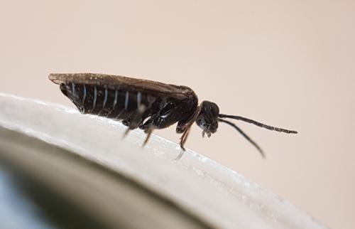 Empria sp.